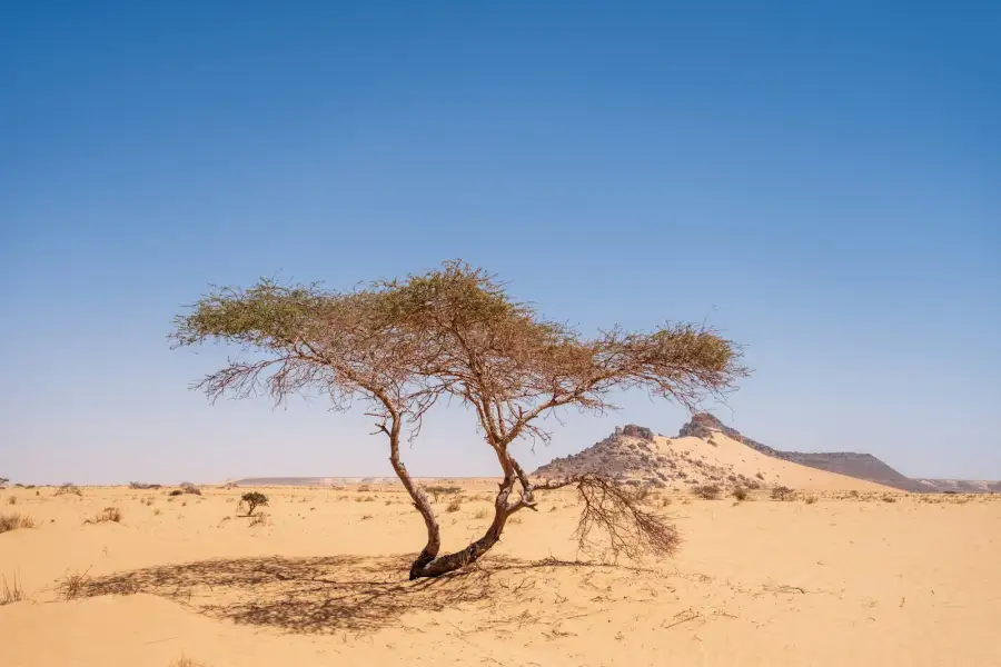 A lone acacia tree in the Saharan desert