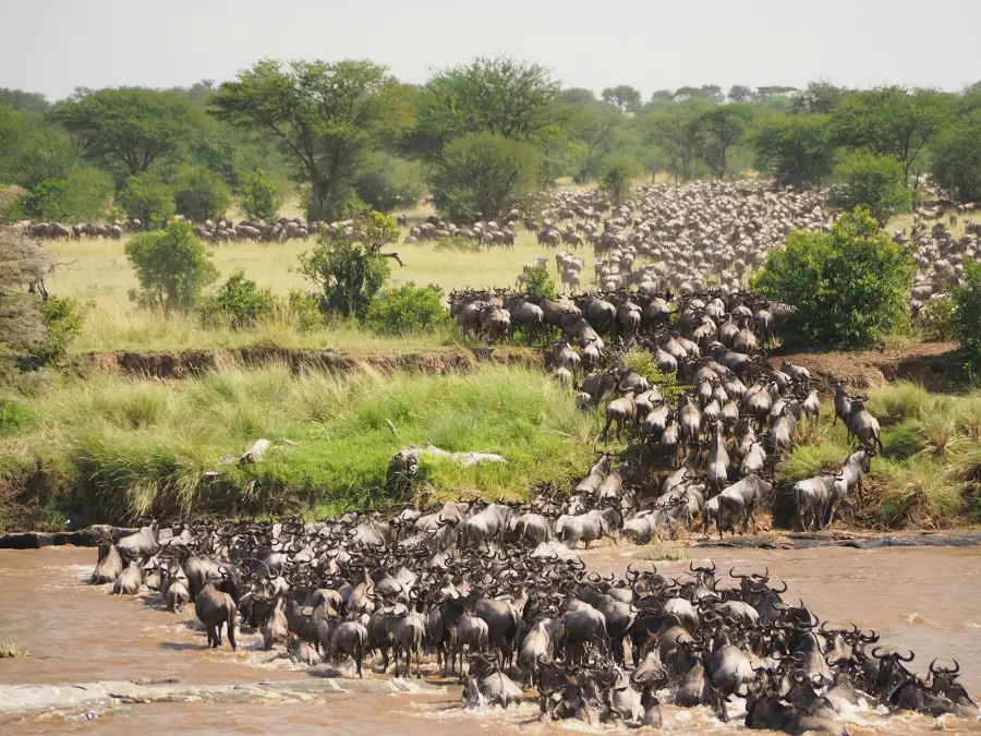 Wildebeest crossing a river in the East African savanna